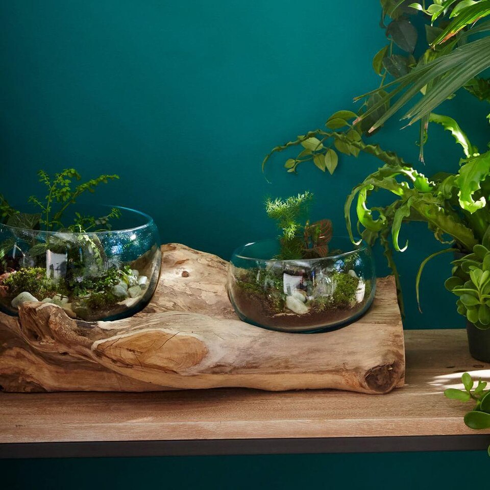 Wood + Glass Terrariums west elm Australia